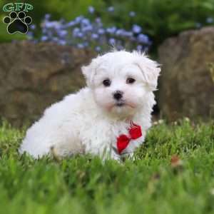 Cade, Maltese Puppy